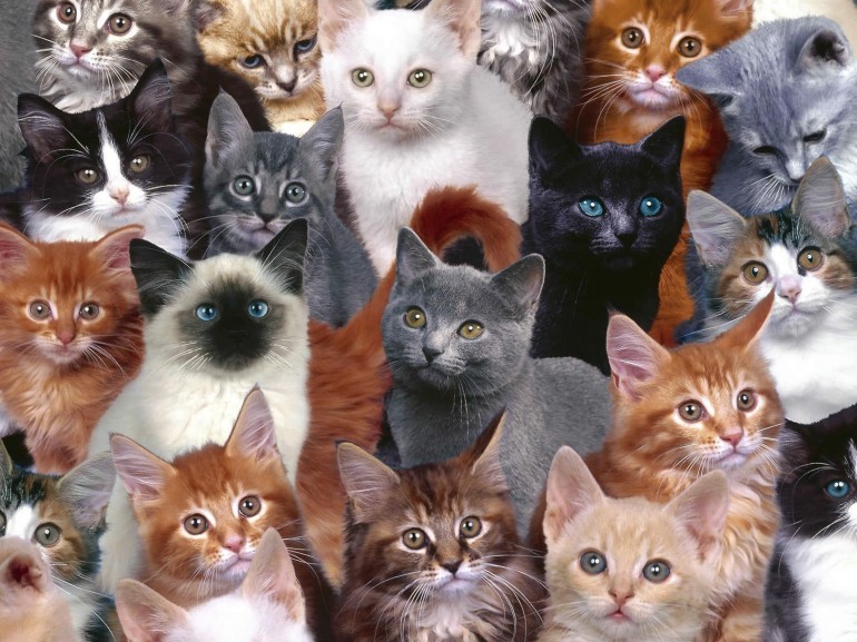The best Kitty Cat Desktop Wallpaper you will ever find