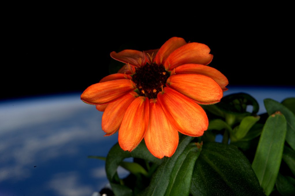 First Space Flower