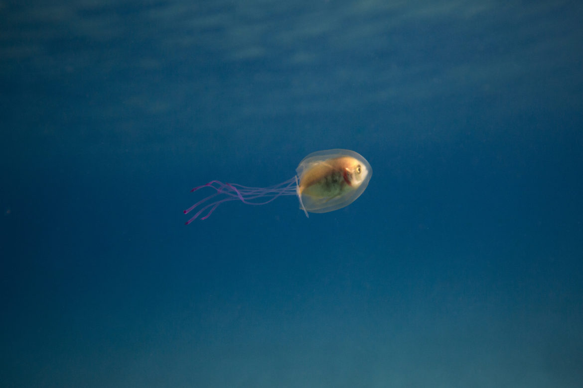 Fish In A Jellyfish